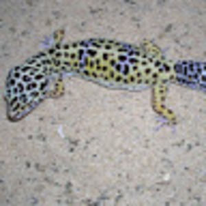 Meet your Posher, Itsangelayo